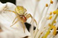 /album/araneidae/araniella-opisthographa-m-jpg/